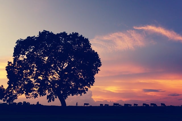 Free download tree country sunset buffalo herd free picture to be edited with GIMP free online image editor