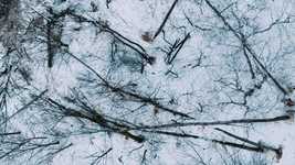 Free download Tree Cutting Lumberjack -  free video to be edited with OpenShot online video editor