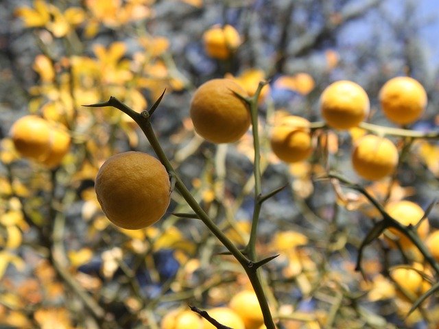 Free download Tree Cytrysowe Fruit Mandarin -  free photo or picture to be edited with GIMP online image editor