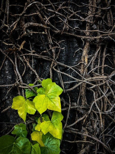 Téléchargement gratuit de Tree Darkness Green - photo ou image gratuite à éditer avec l'éditeur d'images en ligne GIMP