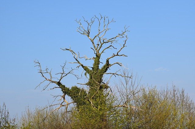 Bezpłatne pobieranie Tree Dead Hugging Of - bezpłatne zdjęcie lub obraz do edycji za pomocą internetowego edytora obrazów GIMP