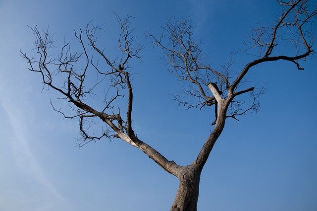 Скачать бесплатно Tree Dead Wood - бесплатную фотографию или картинку для редактирования с помощью онлайн-редактора изображений GIMP