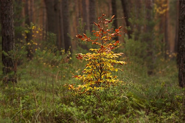 Bezpłatne pobieranie drzewo liściaste drzewo bukowe za darmo zdjęcie do edycji za pomocą bezpłatnego edytora obrazów online GIMP