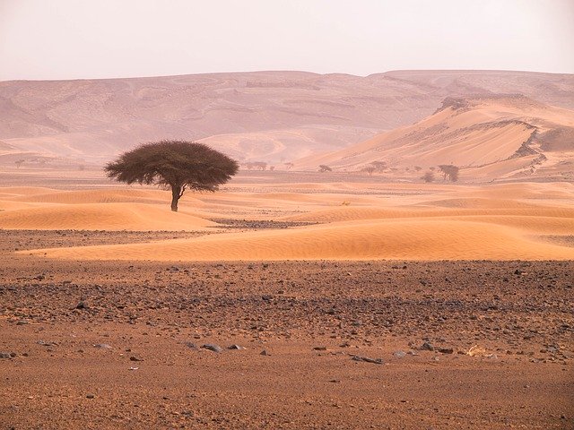 Free download Tree Desert Landscape -  free photo or picture to be edited with GIMP online image editor