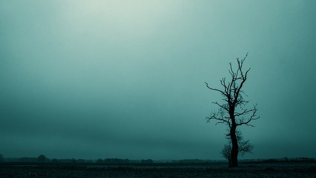 Gratis download Tree Dreary Dark - gratis foto of afbeelding om te bewerken met GIMP online afbeeldingseditor
