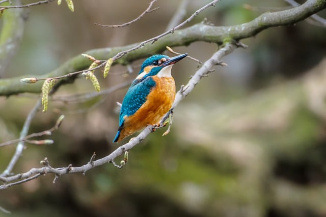 Free download tree european bee eater birdwatching free picture to be edited with GIMP free online image editor