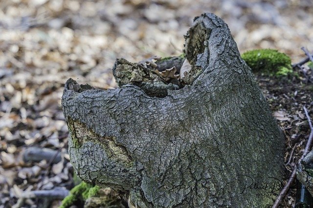 Free download Tree Face Mystical Forest Spirit -  free photo or picture to be edited with GIMP online image editor