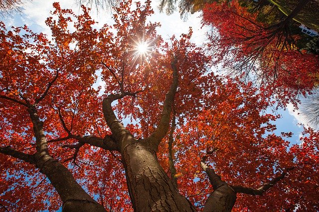 Free download Tree Fall Autumn -  free free photo or picture to be edited with GIMP online image editor