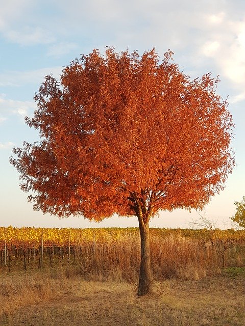 Bezpłatne pobieranie Tree Fall Foliage Autumn - bezpłatne zdjęcie lub obraz do edycji za pomocą internetowego edytora obrazów GIMP