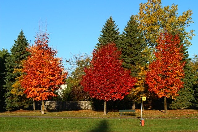 免费下载 Tree Fall Nature - 可使用 GIMP 在线图像编辑器编辑的免费照片或图片