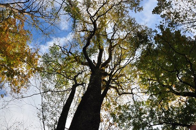 Gratis download Tree Fall Trees - gratis foto of afbeelding om te bewerken met GIMP online afbeeldingseditor