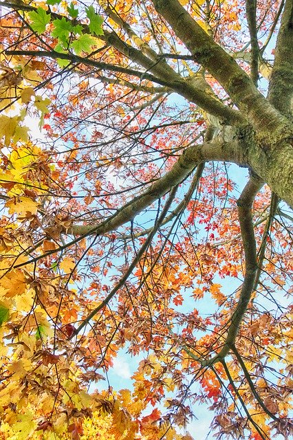 Descarga gratuita Tree Fall Uplight: foto o imagen gratuita para editar con el editor de imágenes en línea GIMP