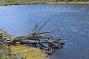 Free download Tree felled by beavers on Gable Island free photo or picture to be edited with GIMP online image editor