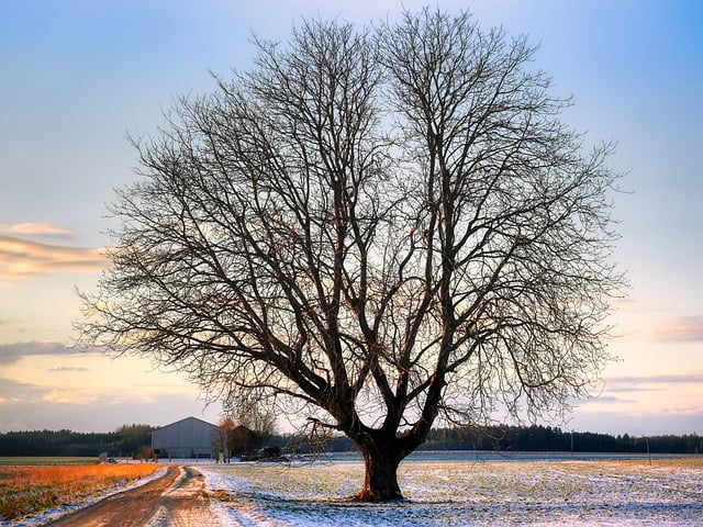 Free download tree field branches dirt road snow free picture to be edited with GIMP free online image editor