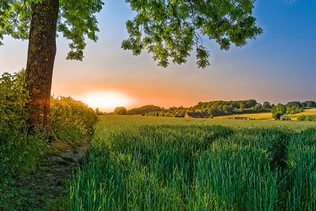 Free download tree field sunset sunlight corn free picture to be edited with GIMP free online image editor