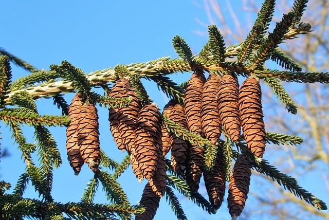 Free download tree fir cones norway spruce free picture to be edited with GIMP free online image editor