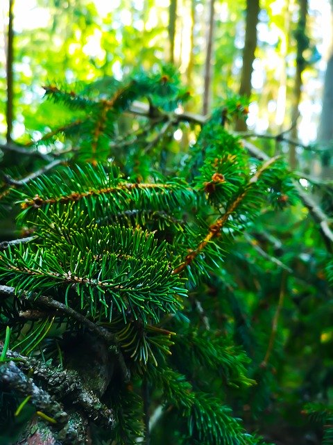 Tree Fir Needles para download grátis - foto ou imagem grátis para ser editada com o editor de imagens online GIMP