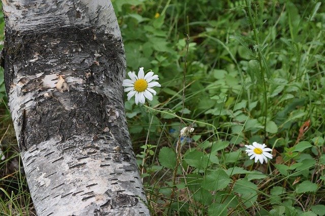 Free download Tree Flower Daisy -  free photo or picture to be edited with GIMP online image editor