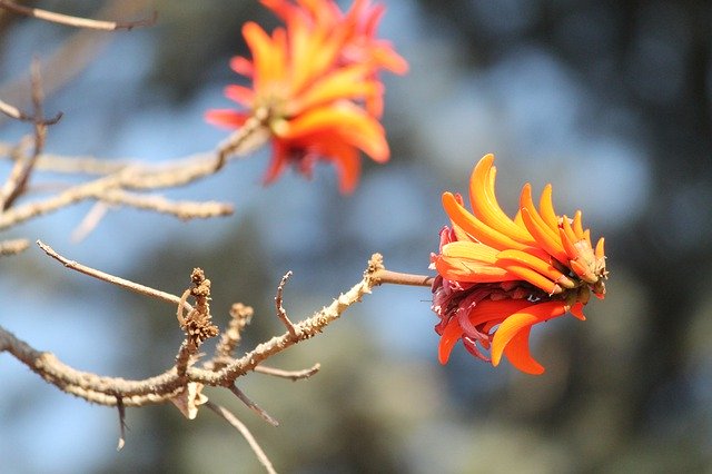 Download gratuito di Tree Flower Orange Plant: foto o immagine gratuita da modificare con l'editor di immagini online GIMP