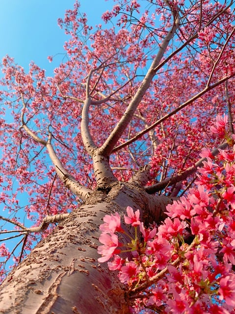 Free download tree flowers bloom blossom free picture to be edited with GIMP free online image editor