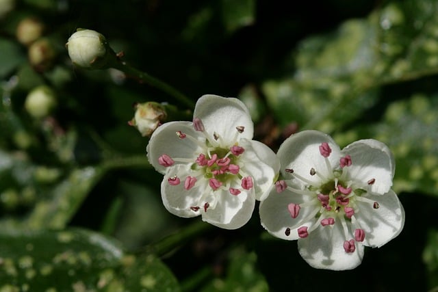Free download tree flowers blossoms hawthorn free picture to be edited with GIMP free online image editor