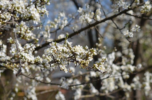Free download Tree Flowers Nice -  free photo or picture to be edited with GIMP online image editor