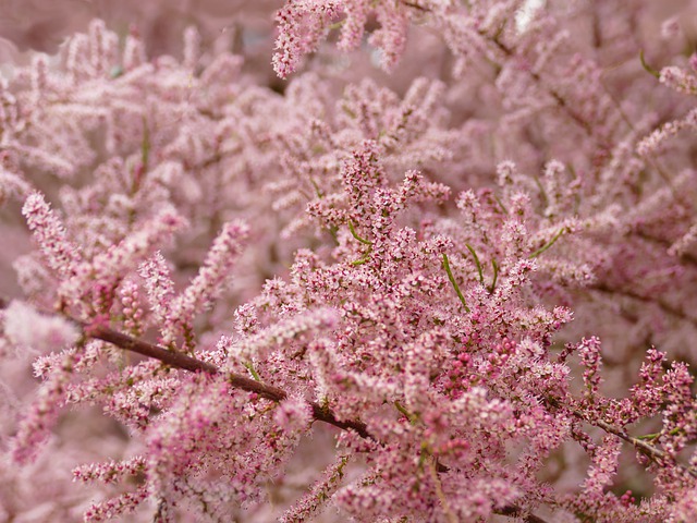 Free download tree flowers pink tamaris plants free picture to be edited with GIMP free online image editor