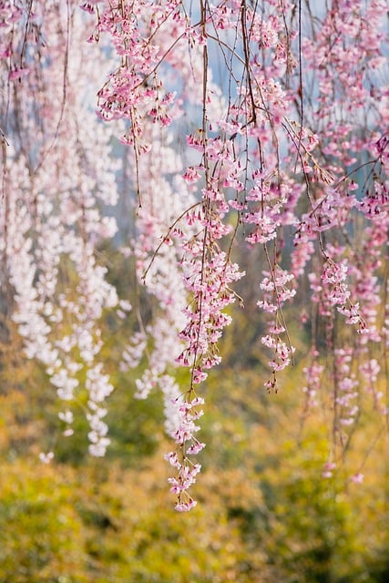 Free download tree flowers plant spring nature free picture to be edited with GIMP free online image editor