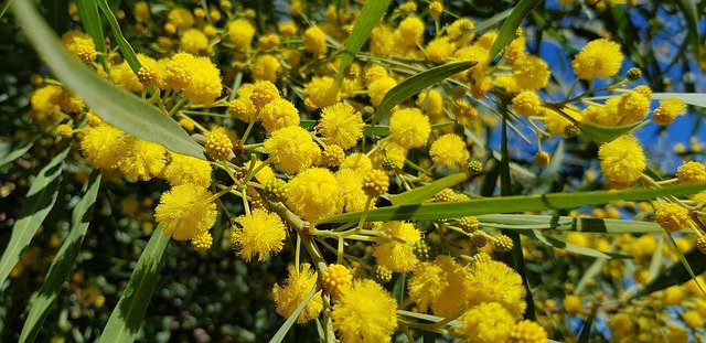 Bezpłatne pobieranie Tree Flowers Spring - bezpłatne zdjęcie lub obraz do edycji za pomocą internetowego edytora obrazów GIMP