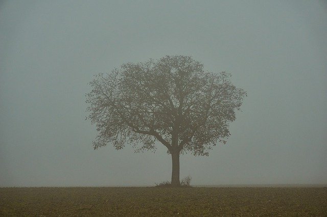 Free download Tree Fog Mystical -  free free photo or picture to be edited with GIMP online image editor