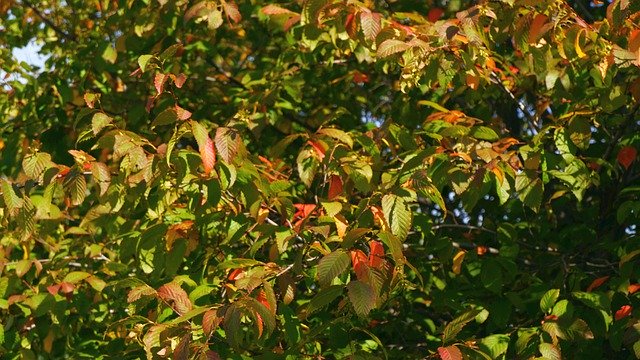 Free picture Tree Foliage Colorful -  to be edited by GIMP free image editor by OffiDocs