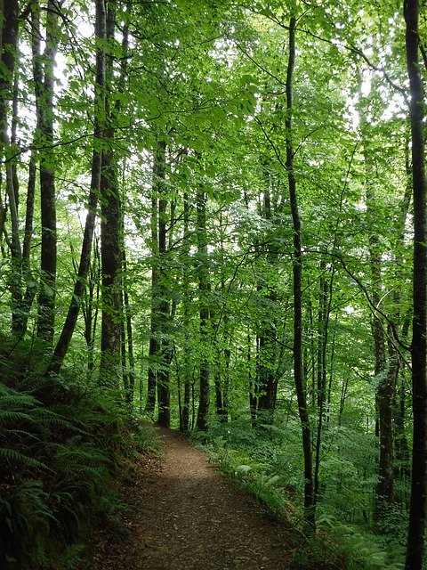 Descarga gratuita Tree Forest: foto o imagen gratuita para editar con el editor de imágenes en línea GIMP
