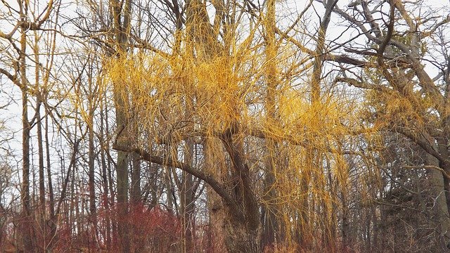 הורדה חינם של Tree Forest Autumn - תמונה או תמונה בחינם לעריכה עם עורך התמונות המקוון GIMP