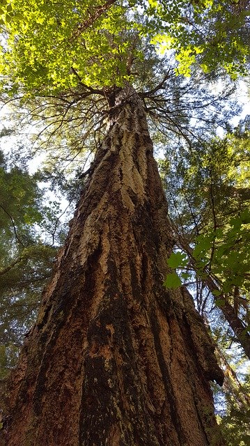 Téléchargement gratuit de Branches de forêt d'arbres - photo ou image gratuite à modifier avec l'éditeur d'images en ligne GIMP