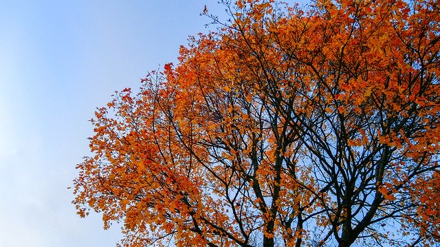 Descărcare gratuită Tree Forest Fall Colors - fotografie sau imagini gratuite pentru a fi editate cu editorul de imagini online GIMP