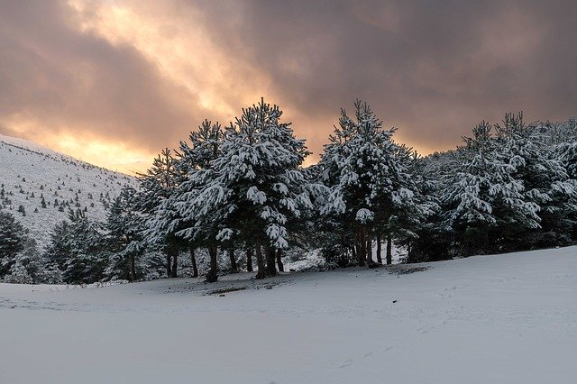 무료 다운로드 나무 숲 풍경 - 김프 온라인 이미지 편집기로 편집할 무료 사진 또는 그림