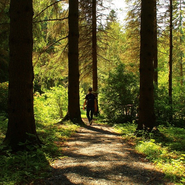 Безкоштовно завантажте Tree Forest Man - безкоштовне фото або зображення для редагування за допомогою онлайн-редактора зображень GIMP