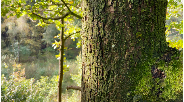 Descarga gratuita Tree Forest Nature - foto o imagen gratis y gratuita para editar con el editor de imágenes en línea GIMP