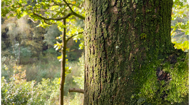 Descărcare gratuită Tree Forest Nature - fotografie sau imagini gratuite pentru a fi editate cu editorul de imagini online GIMP