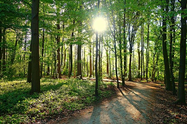 הורדה חינם של Tree Forest Path תבנית תמונה בחינם לעריכה עם עורך התמונות המקוון GIMP