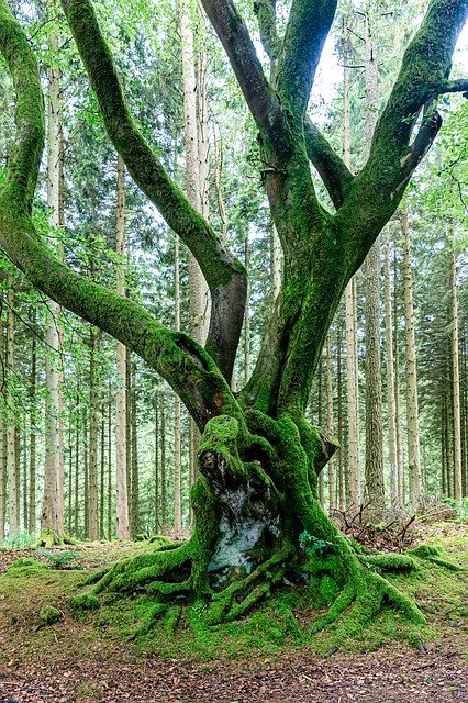 Descărcare gratuită Tree Forest Roots - fotografie sau imagini gratuite pentru a fi editate cu editorul de imagini online GIMP
