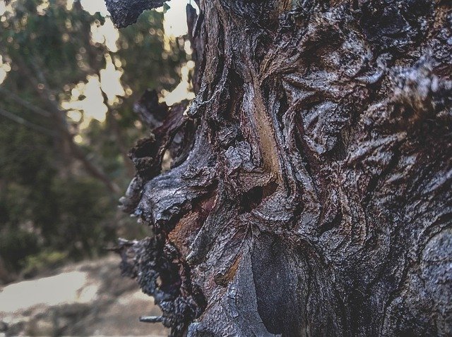 Free download Tree Forest Trunk -  free photo or picture to be edited with GIMP online image editor