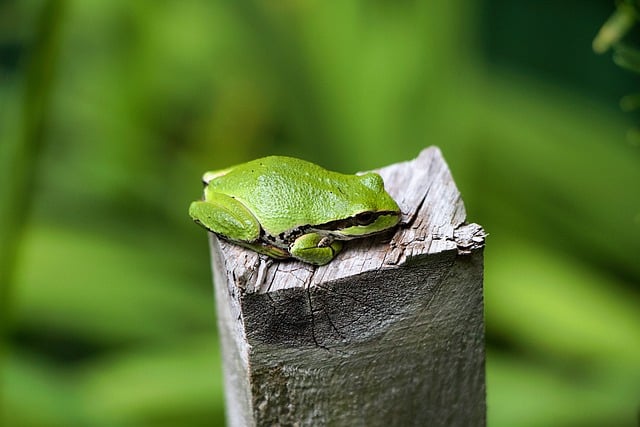 Bezpłatne pobieranie drzewnej żaby płazowej natury darmowe zdjęcie do edycji za pomocą bezpłatnego edytora obrazów online GIMP