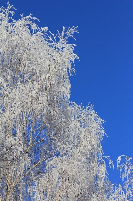 Descarga gratuita Tree Frozen Fancy Birch Nature - foto o imagen gratuita para editar con el editor de imágenes en línea GIMP
