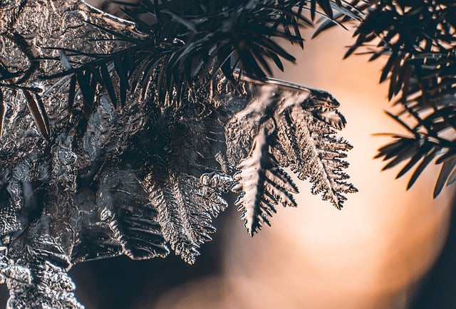 Free download tree frozen ice crystal winter free picture to be edited with GIMP free online image editor
