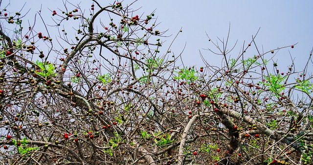 Free download Tree Fruit Healthy -  free photo or picture to be edited with GIMP online image editor