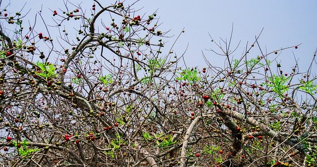 تنزيل Tree Fruit Healthy - صورة مجانية أو صورة لتحريرها باستخدام محرر الصور عبر الإنترنت GIMP