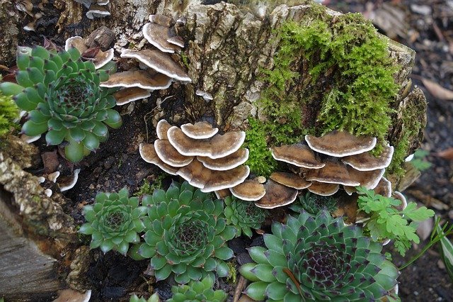 Free download Tree Fungi Stump Log -  free photo or picture to be edited with GIMP online image editor