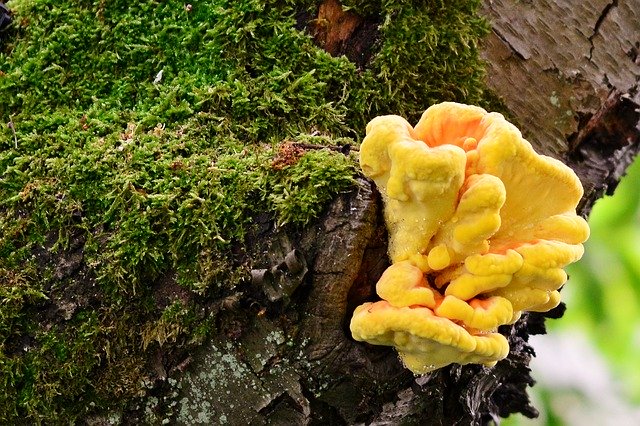 تنزيل Tree Fungus Old - صورة مجانية أو صورة مجانية ليتم تحريرها باستخدام محرر الصور عبر الإنترنت GIMP