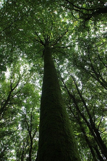 Безкоштовно завантажте Tree Giant Forest - безкоштовну фотографію або малюнок для редагування за допомогою онлайн-редактора зображень GIMP